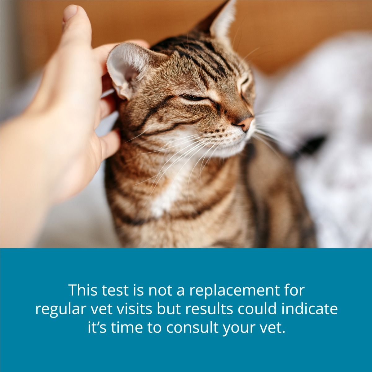 petivity-at-home-kidney-health-testing-kit-cat-consult-vet.jpg