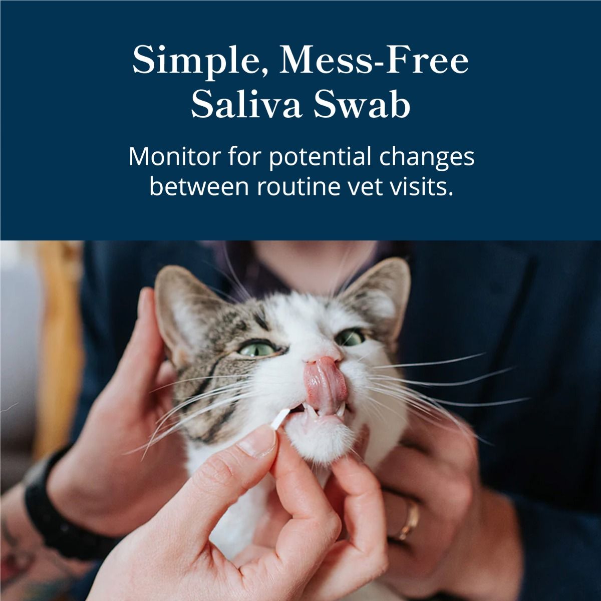 petivity-at-home-kidney-health-testing-kit-cat-saliva-swab.jpg